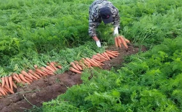 一伏萝卜二伏菜种植时间(头伏萝卜二伏菜什么时间种最合适)图4