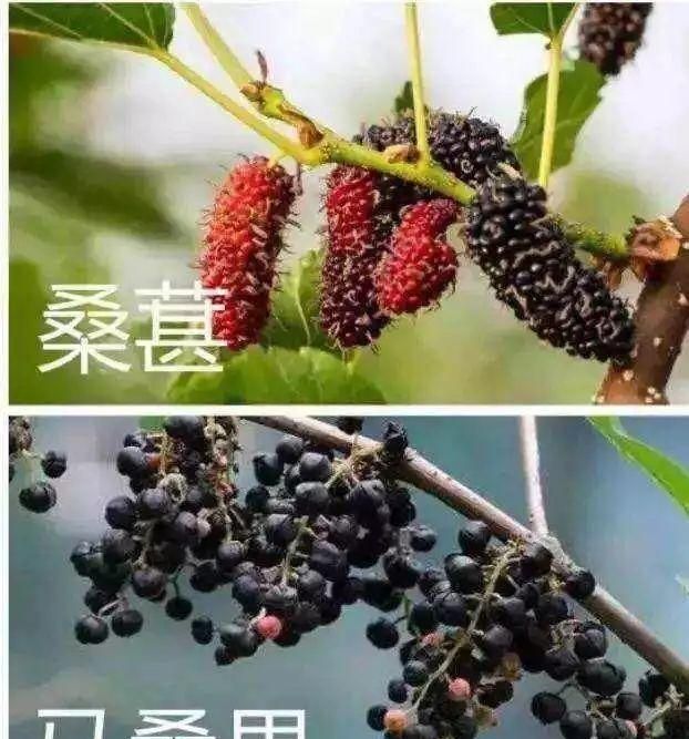 马桑果和桑葚的区别(怎么区别马桑果和桑葚)图4