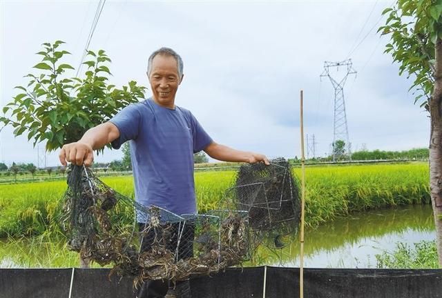 鱼虾肥、稻花香，一田双丰收——“西北小江南”汉中重新诠释“鱼米之乡”图2