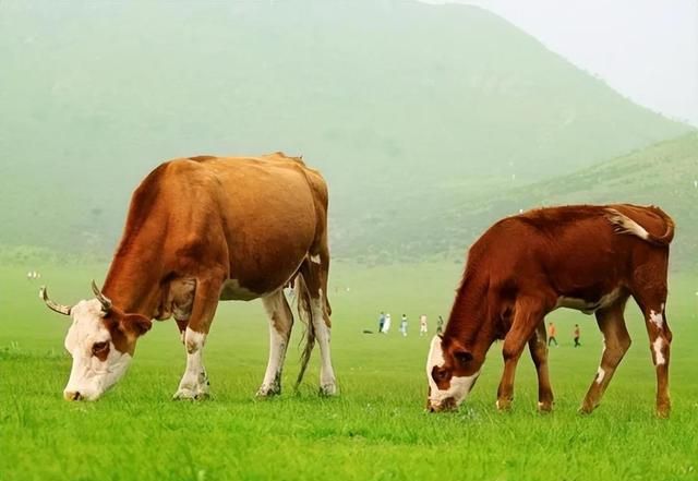 阿根廷牛肉美食(人间天堂阿根廷牛肉)图4