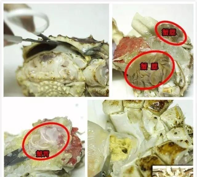 收藏!各种海鲜清洗大全,怎样清洗海鲜的图14