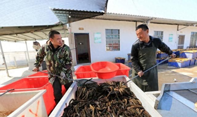 黄鳝养殖技术人工饲养(人工饲养黄鳝吃什么饵料)图3