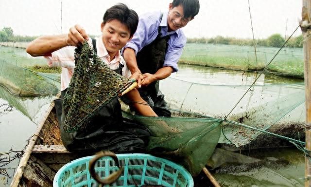 黄鳝养殖技术人工饲养(人工饲养黄鳝吃什么饵料)图4