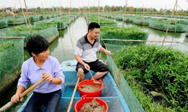 黄鳝养殖技术人工饲养(人工饲养黄鳝吃什么饵料)图7