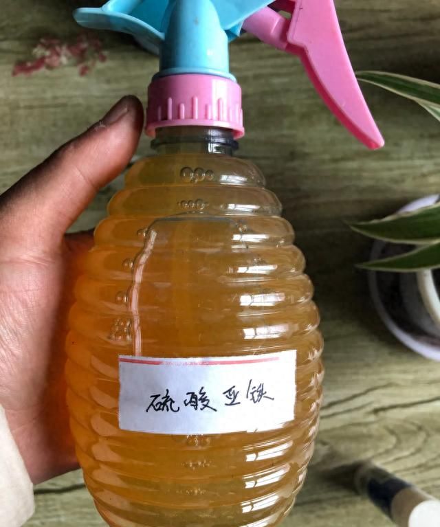 厨房垃圾做花肥的图片图6