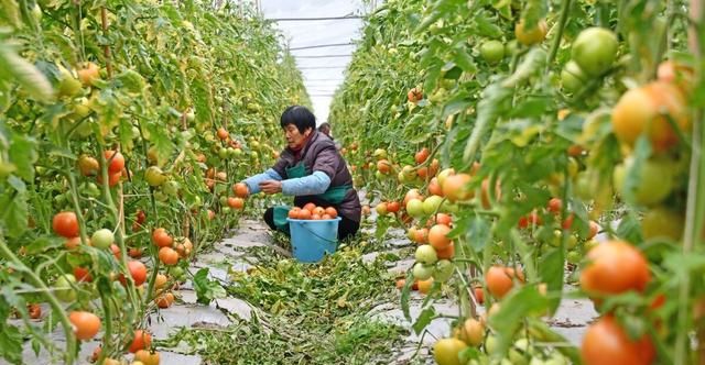 化肥农药怎么改良土壤,农药土壤肥料有哪些图3