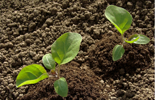 茄子的种植方法和生长过程,茄子种植时间与生长周期图1