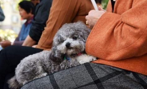 泰迪犬为什么这么粘人(泰迪犬粘人到什么程度)图2