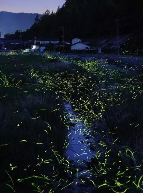 一候腐草为萤;二候土润溽暑;三候大雨时行图1