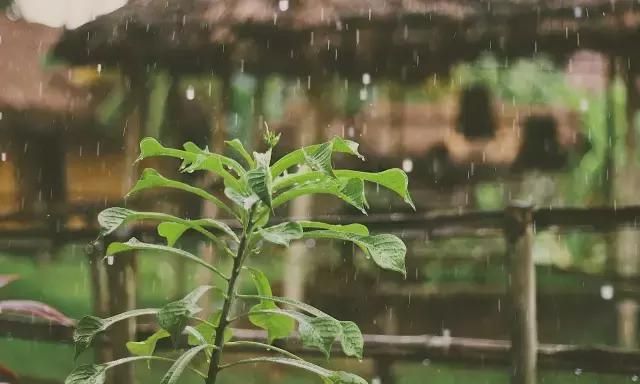 一候腐草为萤;二候土润溽暑;三候大雨时行图3