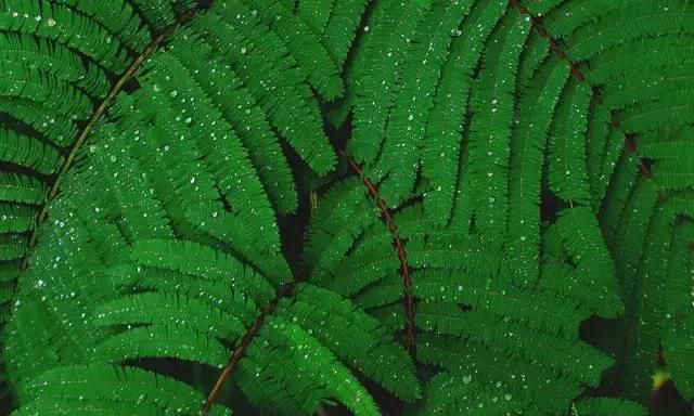 一候腐草为萤;二候土润溽暑;三候大雨时行图6