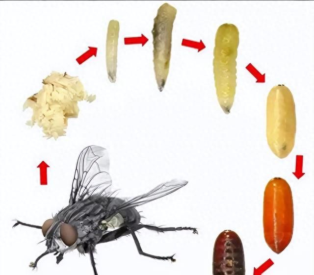 苍蝇是四害之一苍蝇有什么价值(苍蝇是四害我们应该消灭它吗)图5