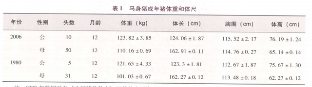 马身猪简介(八角猪简介)图3