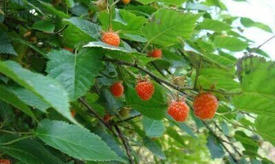 野草莓成熟季节,野草莓是什么季节成熟图1