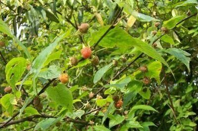 野草莓成熟季节,野草莓是什么季节成熟图2