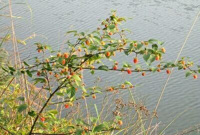 野草莓成熟季节,野草莓是什么季节成熟图3