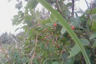 野草莓成熟季节,野草莓是什么季节成熟图5