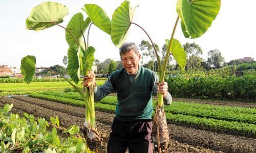 那么种芋头想高产，掌握这5点技术要点，芋头优质高产有希望图7