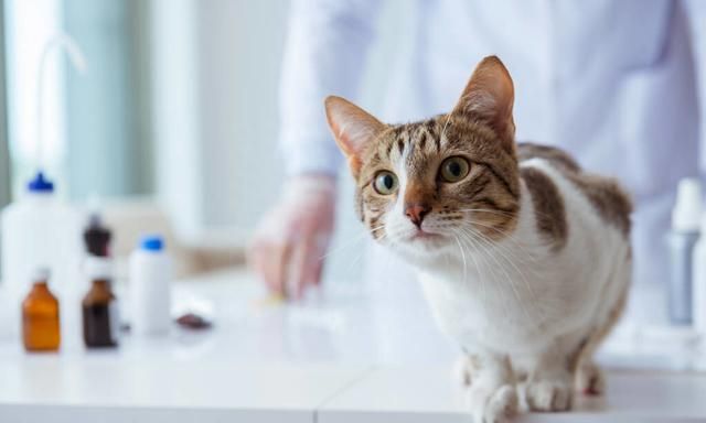 哪些食物对猫咪身体有害,猫咪最健康的食物有哪些呢图1