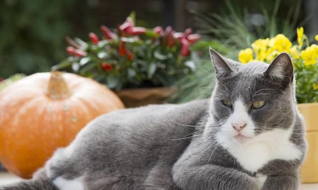 哪些食物对猫咪身体有害,猫咪最健康的食物有哪些呢图2