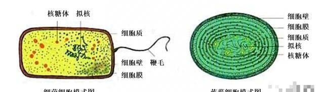 高中生物走进细胞知识点(高中生物走进细胞大题以及答案)图4