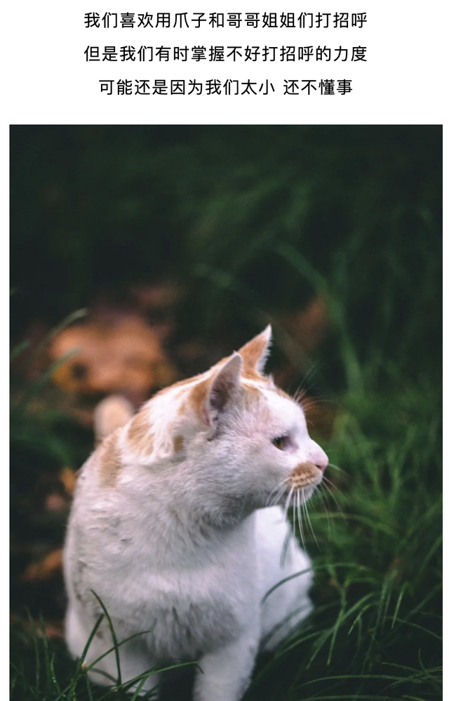 被流浪猫咬出血贴创可贴有用吗(被流浪猫狗咬伤后的急救方法)图4