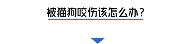 被流浪猫咬出血贴创可贴有用吗(被流浪猫狗咬伤后的急救方法)图6