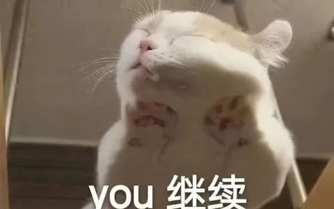 宠物猫穿猫袜(该不该给猫咪穿衣服拴链子)