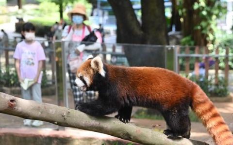 深圳动物园有小熊猫吗