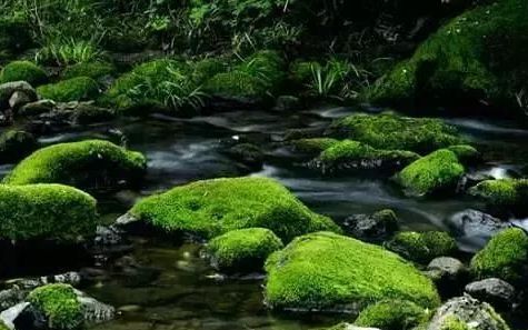 苔藓怎样养护(苔藓怎么养护才能长得茂密)