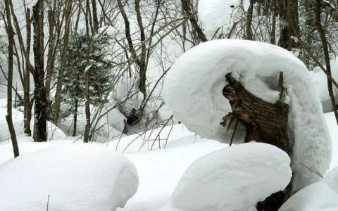 强降雪会导致雪灾吗(寒潮会带来什么霜冻雨雪)