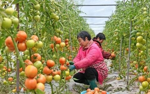 蔬菜种植常见问题及注意事项(蔬菜种植的十大最佳方法)