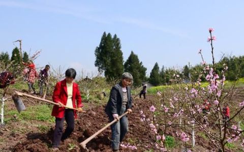 中药材种植注意哪些问题