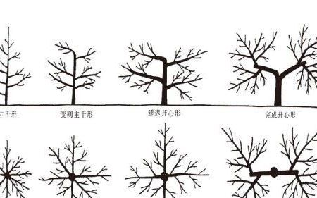 这种树形,可以提高大樱桃产量的英文