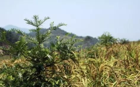 香榧皇菊复合经营技术及效益评价