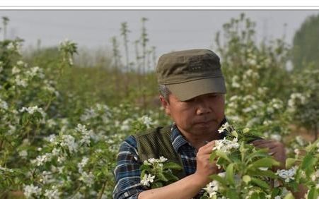 红色之爱红肉苹果品种习性介绍(黄色桃心苹果分类)