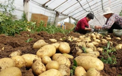 干旱区地膜马铃薯高效栽培技术研究