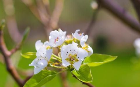 怎样提高开花保果率,绿士达保花增果剂能当坐果灵用吗