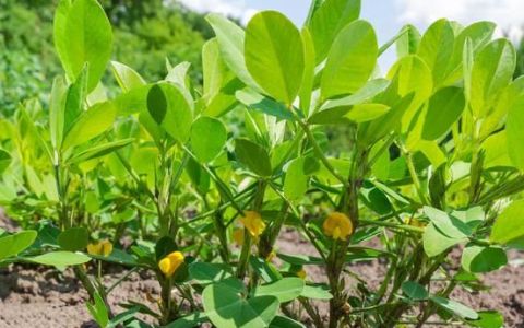 花生地膜覆盖栽培技术要点,花生种植打膜