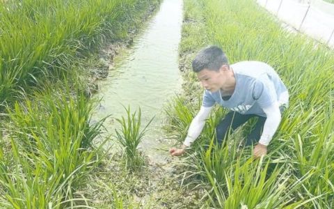 稻鳅共生模式,稻鳅共生亩产效益怎么样