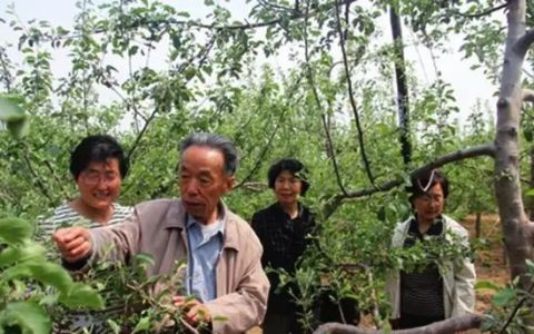 苹果疏花疏果注意以下要点,苹果疏花疏果注意事项