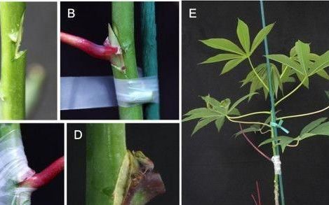 植物嫁接的几种方法,嫁接花卉的方法和注意事项