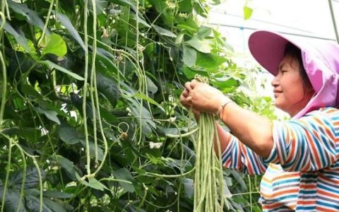 黄瓜豆角西红柿辣椒种植方法,豆角黄瓜西红柿能挨着种吗