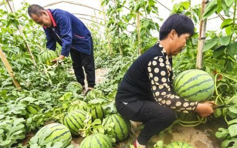 西瓜如何施肥才能又大又甜(西瓜高产增甜施肥方法)