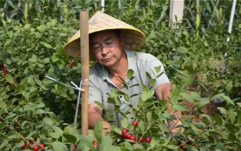 农村几种常见的野果,初冬欧李野果图片大全