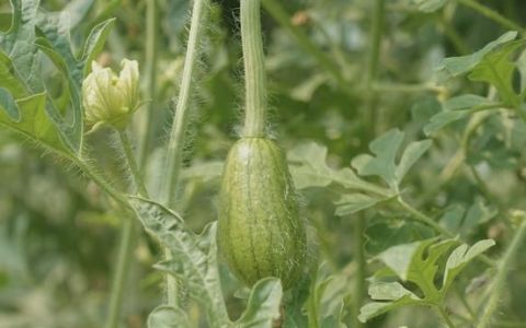 反季节大棚西瓜种植技术完整版,秋西瓜高产种植技术