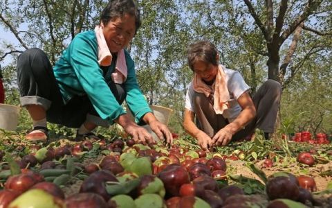 枣树土壤酸化怎么处理(枣树防治腐烂病的方法)