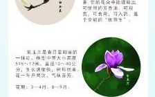 这本手册教你识别12种春花(各种春花识别)