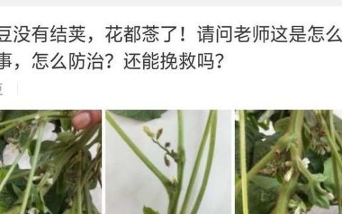 大豆开花少结荚少啥原因