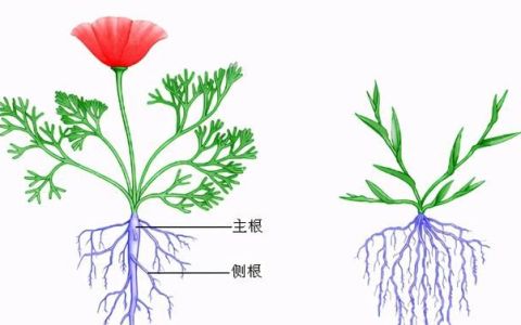 冬季怎么识别野山药的根